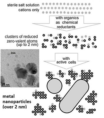 Detection of Microorganisms in Low-Temperature Water Environments by in situ Generation of Biogenic Nanoparticles